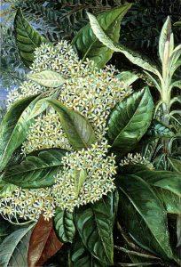 Marianne North, Olearia argophylla (1880)